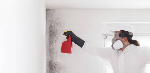 Best Industrial Mold Remediation in Butler, WI