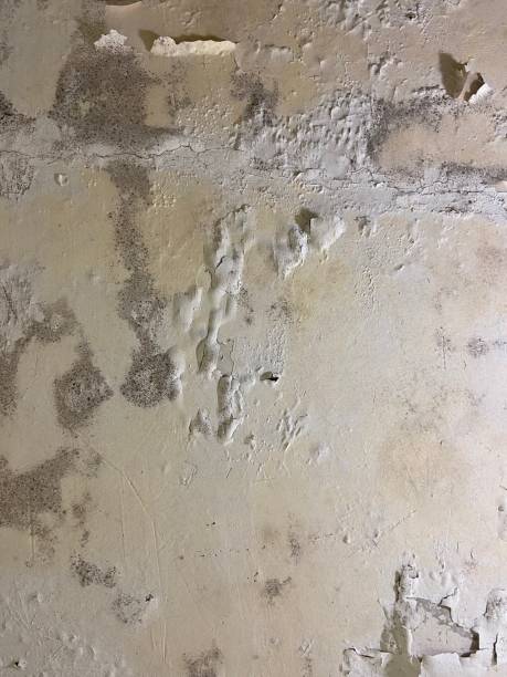 Best Localized Mold Remediation (e.g., coastal areas, humid climates) in Butler, WI